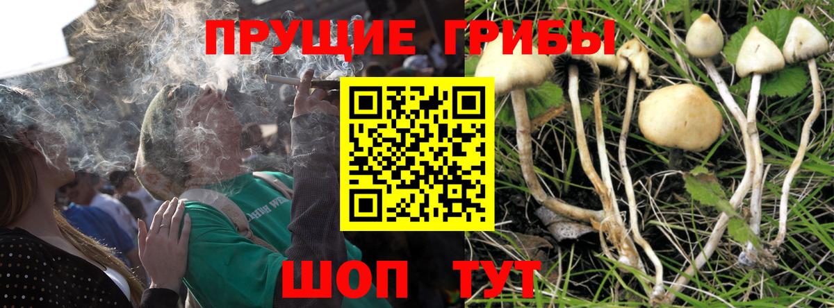 Галлюциногенные грибы GOLDEN TEACHER  Вход с VPN  Саянск  Псилоцибиновые грибы MAGIC MUSHROOMS 